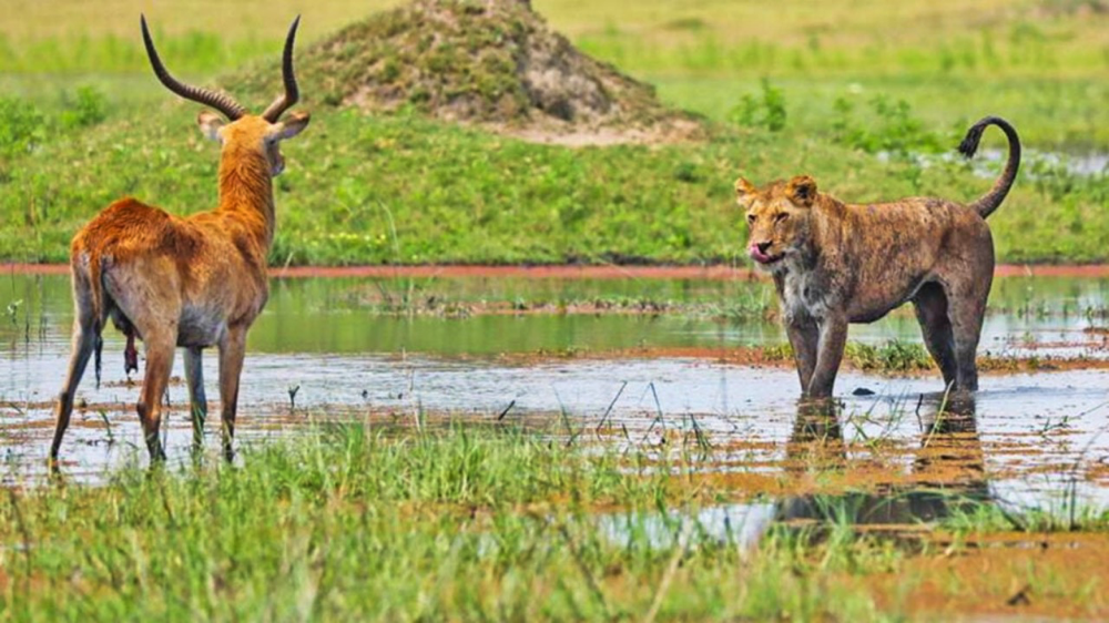 The Antelope’s Run: Kordex’s All-In Commitment